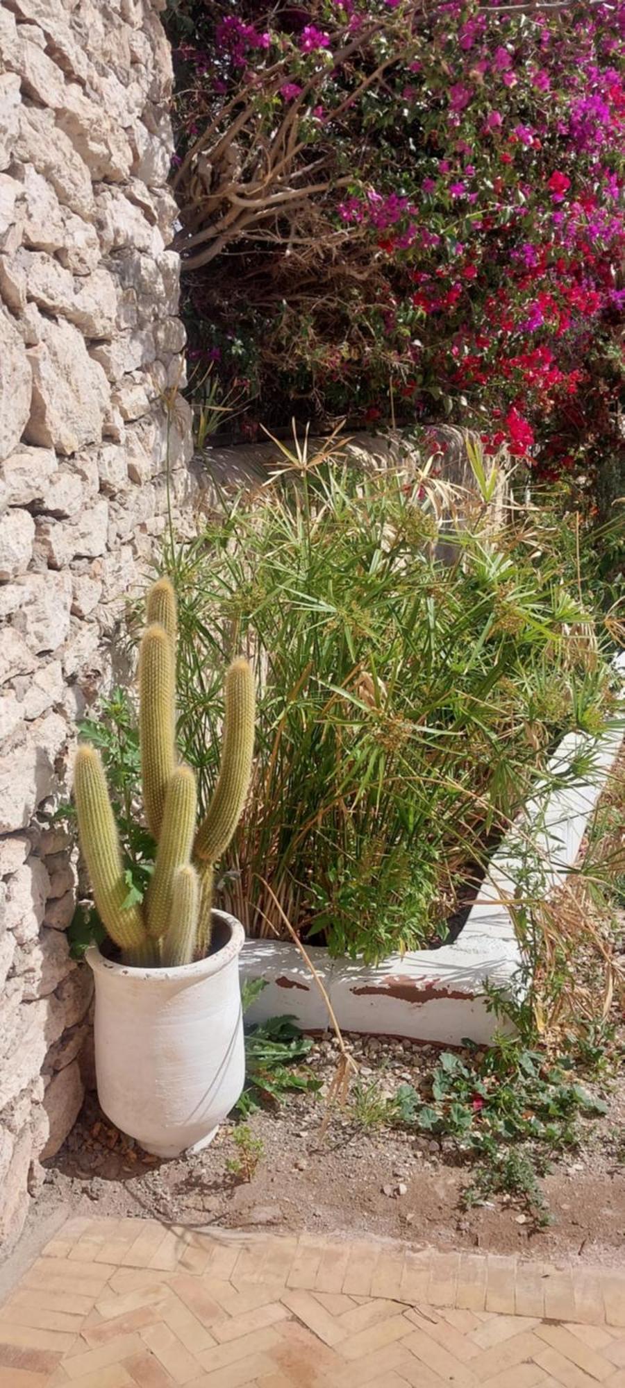 Riad Eucalyptus Suvayr Dış mekan fotoğraf